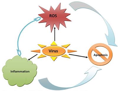 Viral Infections and Male Infertility: A Comprehensive Review of the Role of Oxidative Stress